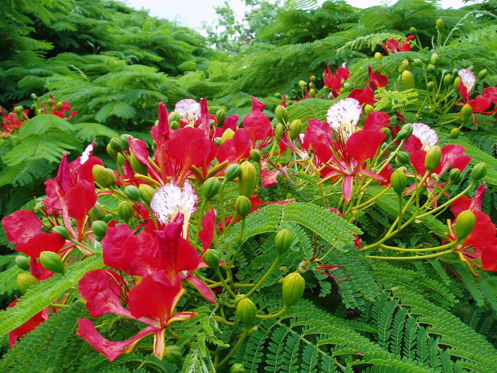 Poinciana Cottages Burnt Pine Exteriör bild